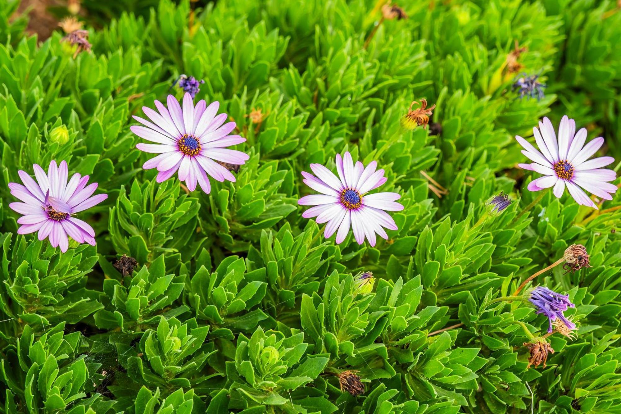 Tenerife Healing Garden 기아데이소라 외부 사진